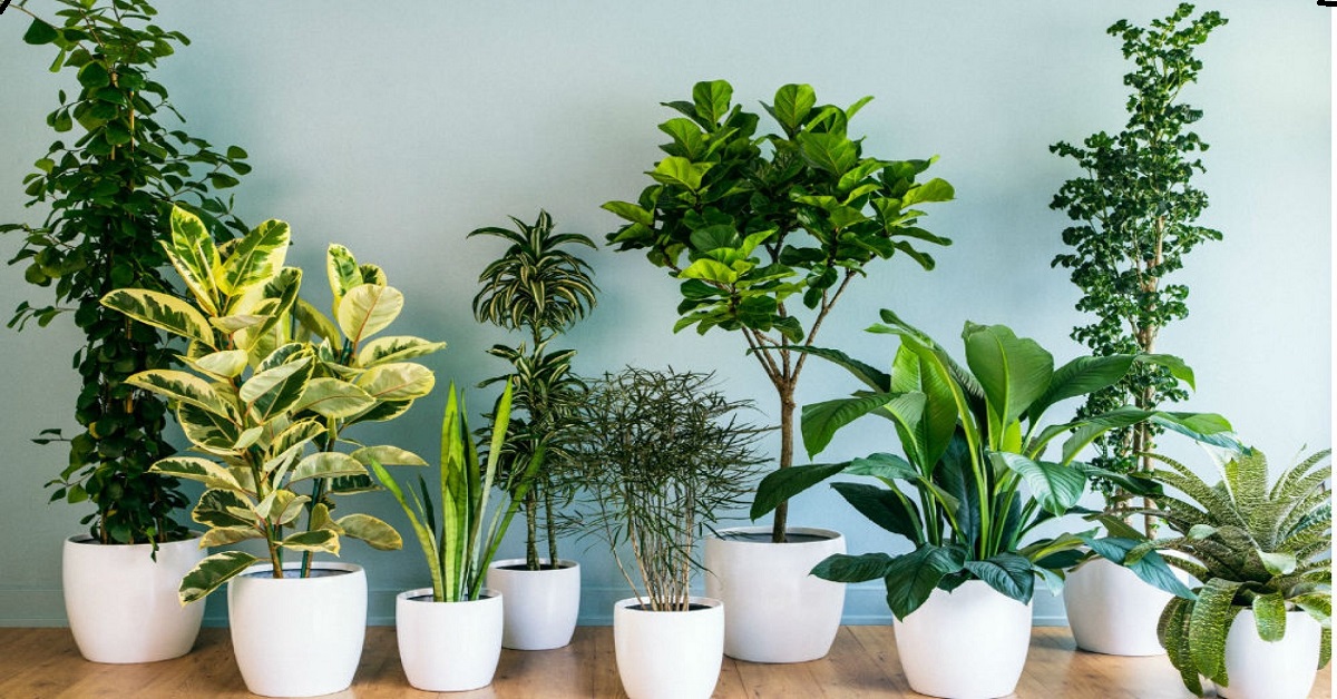 Top 10 Indoor Plants for All Climates and Regions